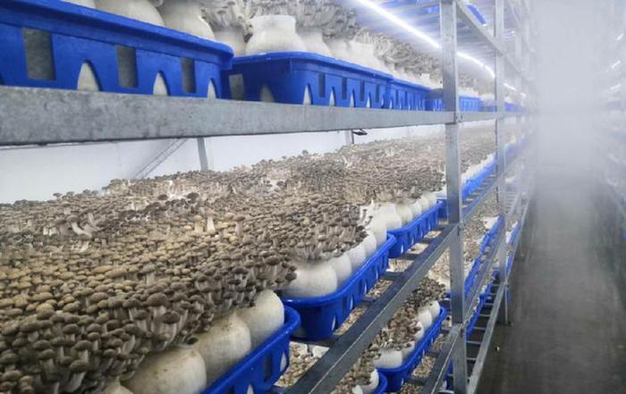 疫情下的暖心速遞 中國郵政24小時解困，36噸滯銷真姬菇奔向全國餐桌